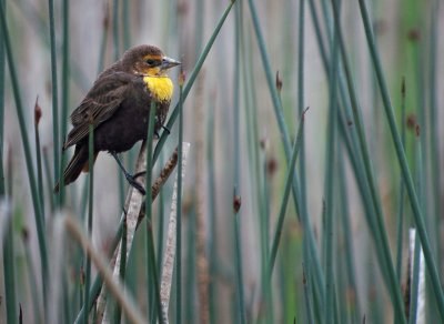 Yellow-headed Blackbird