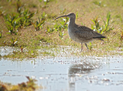 Hudsonian Whimbrel