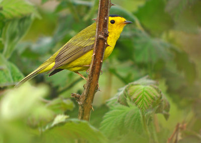 Wilson's Warbler