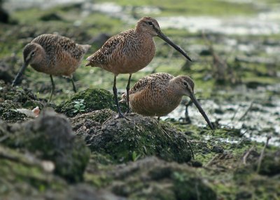 Long-billed Dowitcher
