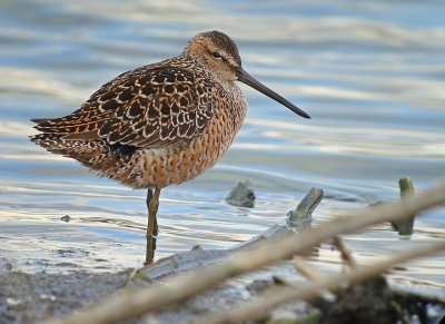 Long-billed Dowitcher
