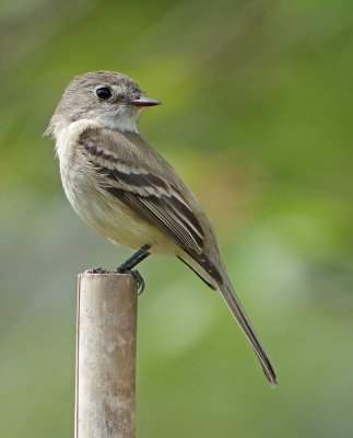 Hammonds Flycatcher