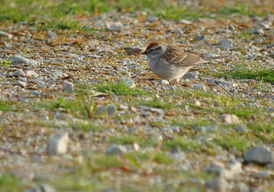 Chipping Sparrow