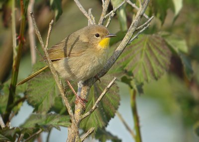 Common Yellowthroat
