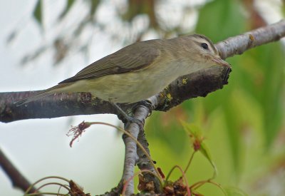 Warbling Vireo