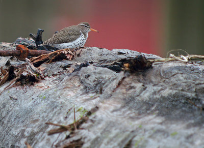 Spotted Sandpiper