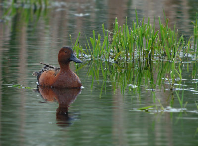 Cinnamon Teal