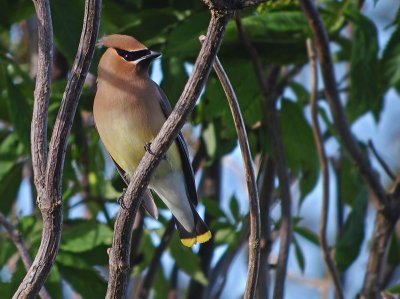 Cedar Waxwing