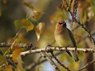 Cedar Waxwing