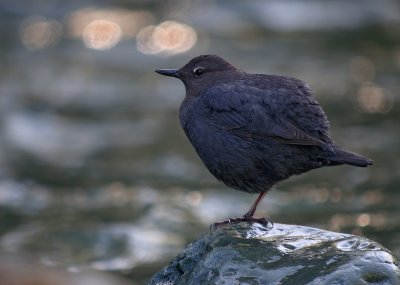 American Dipper