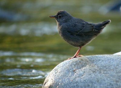 American Dipper
