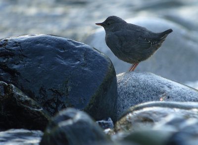 American Dipper