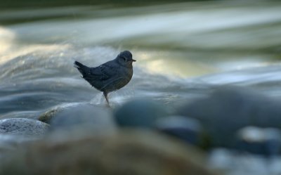 American Dipper