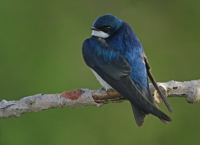 Tree Swallow