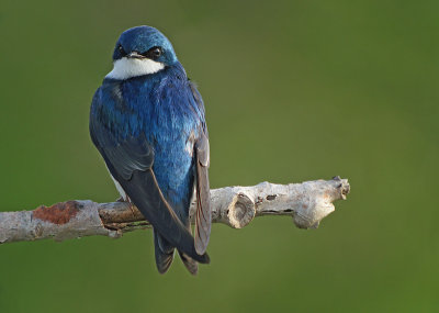 Tree Swallow