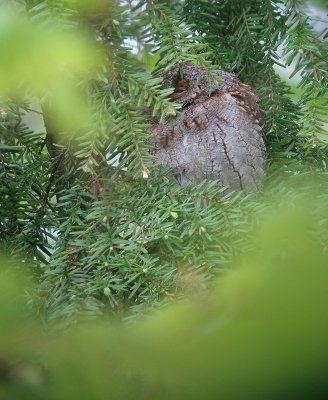 Flammulated Owl