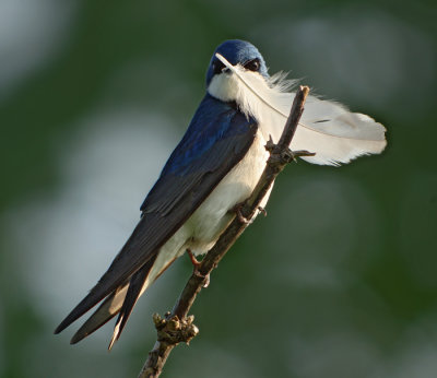 Tree Swallow