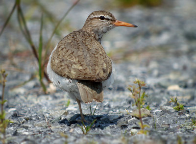 Spotted Sandpiper