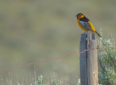 Bullock's Oriole