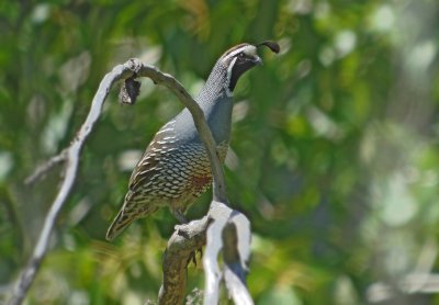 California Quail