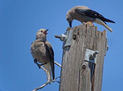 Clarks Nutcracker