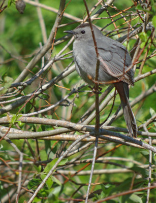 Grey Catbird