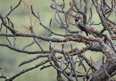 Lewiss Woodpecker