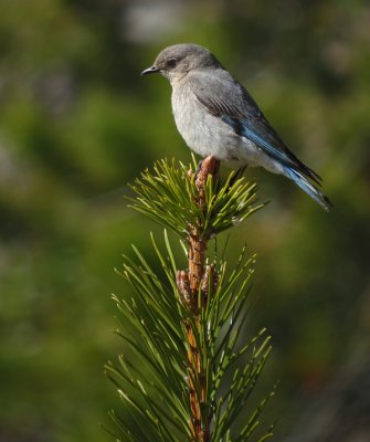 Mountain Bluebird