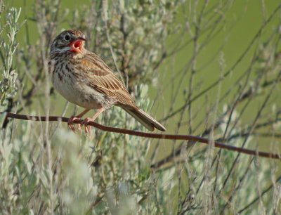 Vesper Sparrow
