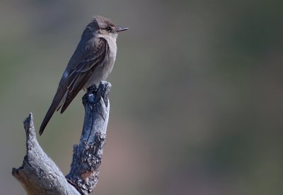 Western Wood-pewee