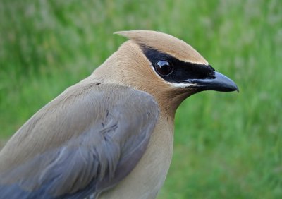 Cedar Waxwing