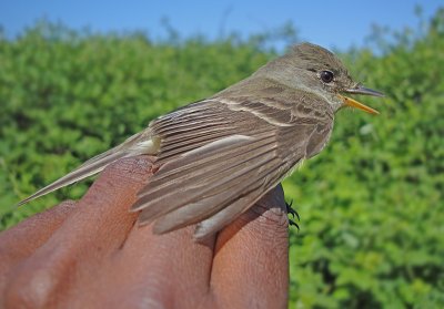 Willow Flycatcher