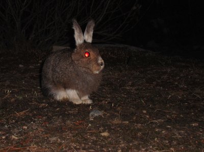 Snow Hare (?)