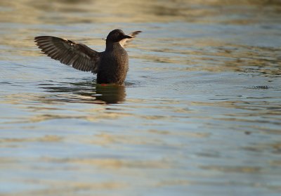 Pigeon Guillemot