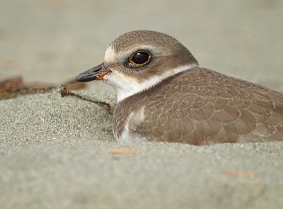 Semipalmated plover4.jpg
