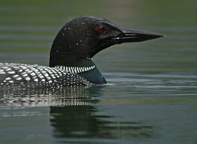 Common Loon