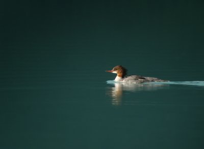 Common Merganser