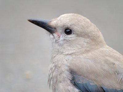 Clarks Nutcracker
