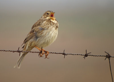 Grauwe gors / Corn Bunting