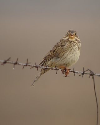 Grauwe gors / Corn Bunting