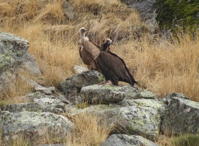 Monniksgier en Vale Gier / Black Vulture and Griffon Vulture