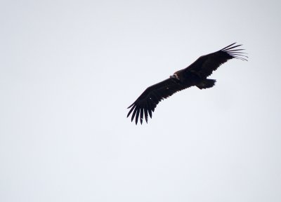 Monniksgier / Black Vulture