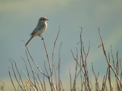 Daurische Klauwier / Isabelline Shrike