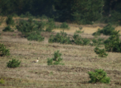 Kleine trap / Little Bustard