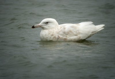 Grote burgemeester / Glaucous Gull