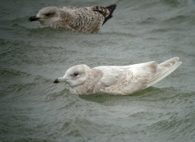 Kleine burgemeester / Iceland Gull