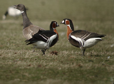 Roodhalsgals / Red-breasted Goose