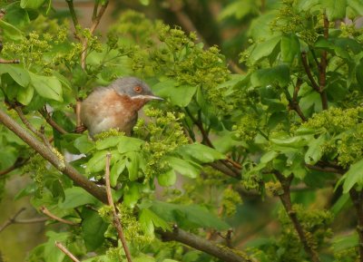 Baardgrasmus / Subalpine Warbler