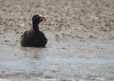 Brilzeëend / Surf Scoter