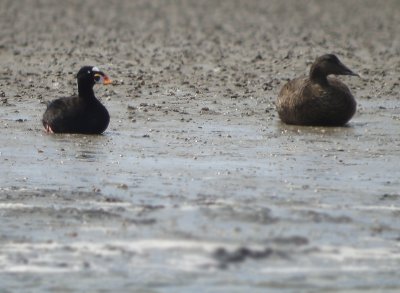 Brilzeëend / Surf Scoter